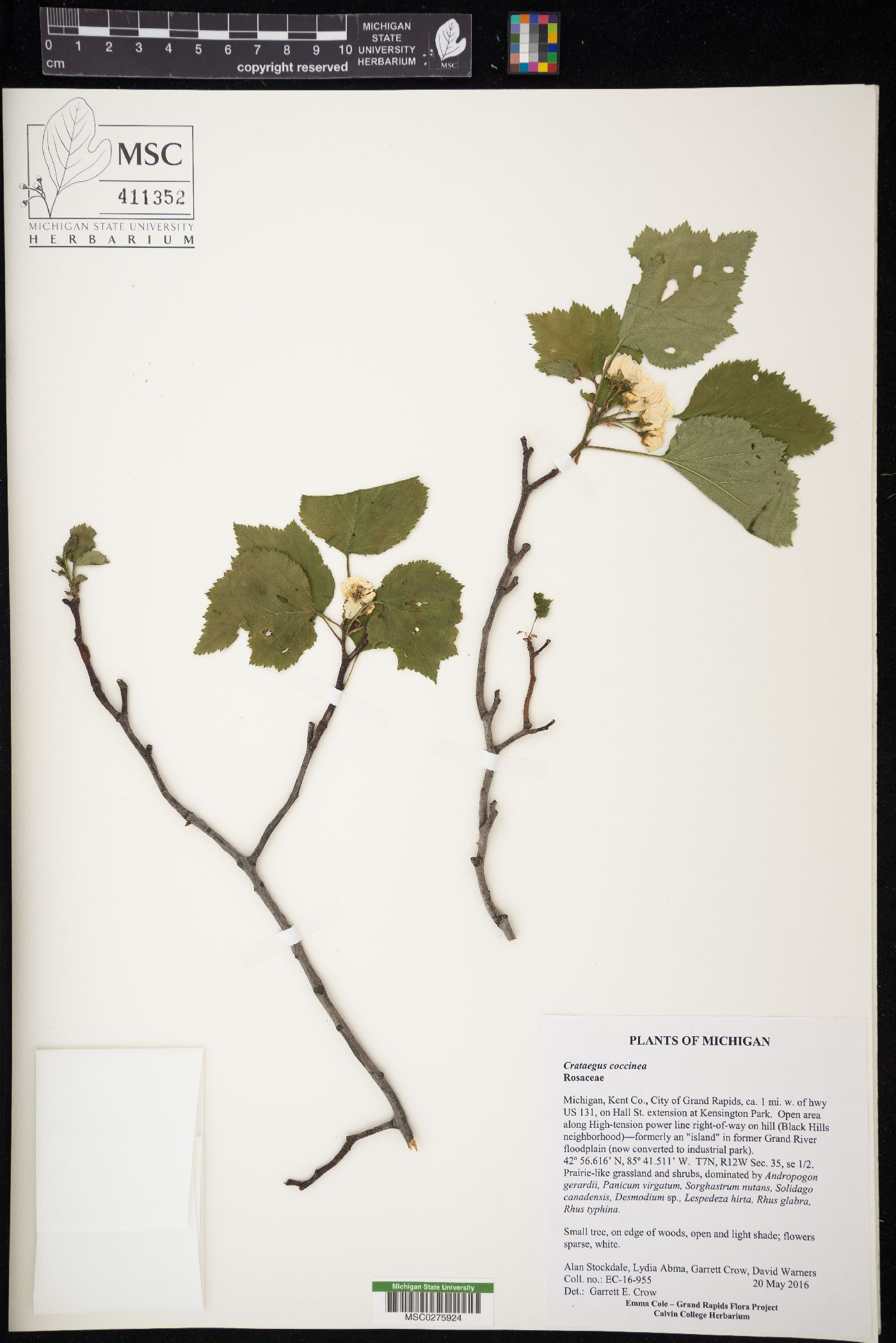 Crataegus coccinea image