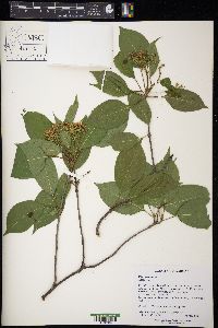 Viburnum lentago image