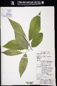 Castanea dentata image