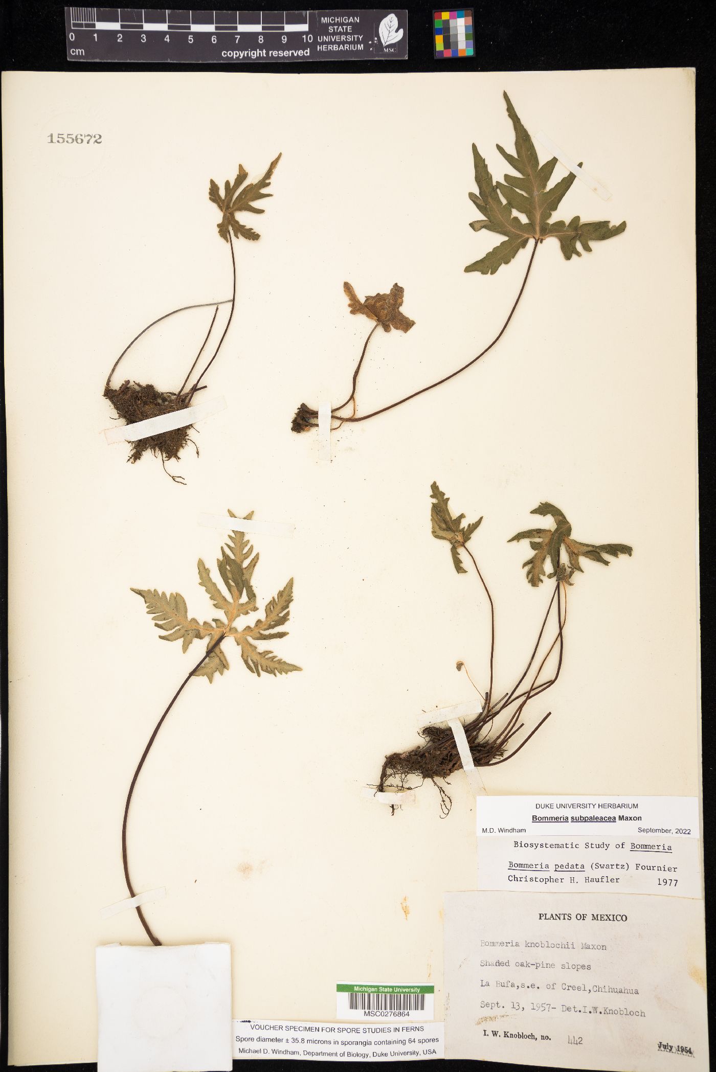 Bommeria subpaleacea image