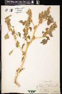 Amaranthus retroflexus image