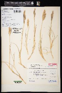 Image of Agrostis magellanica