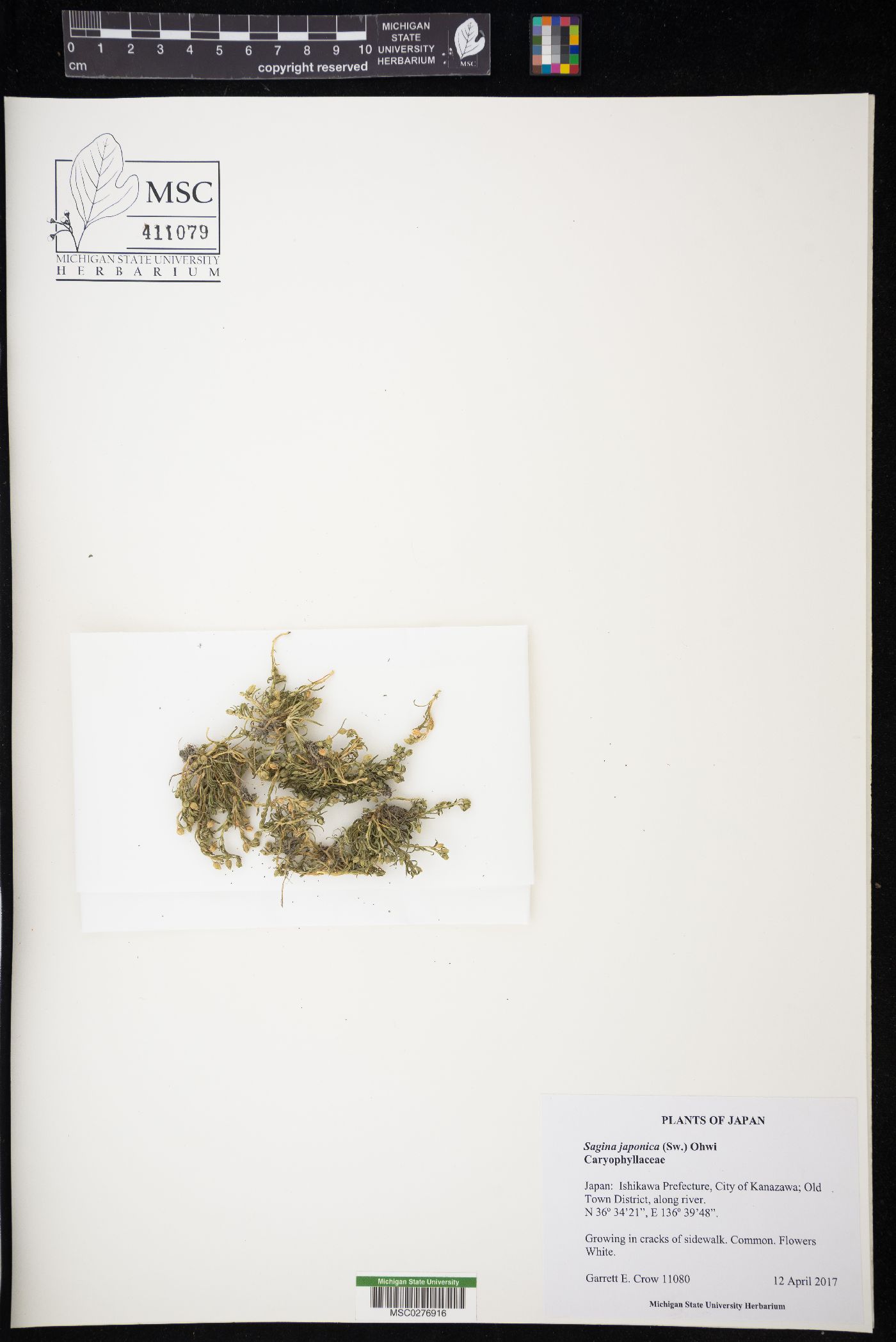 Sagina japonica image