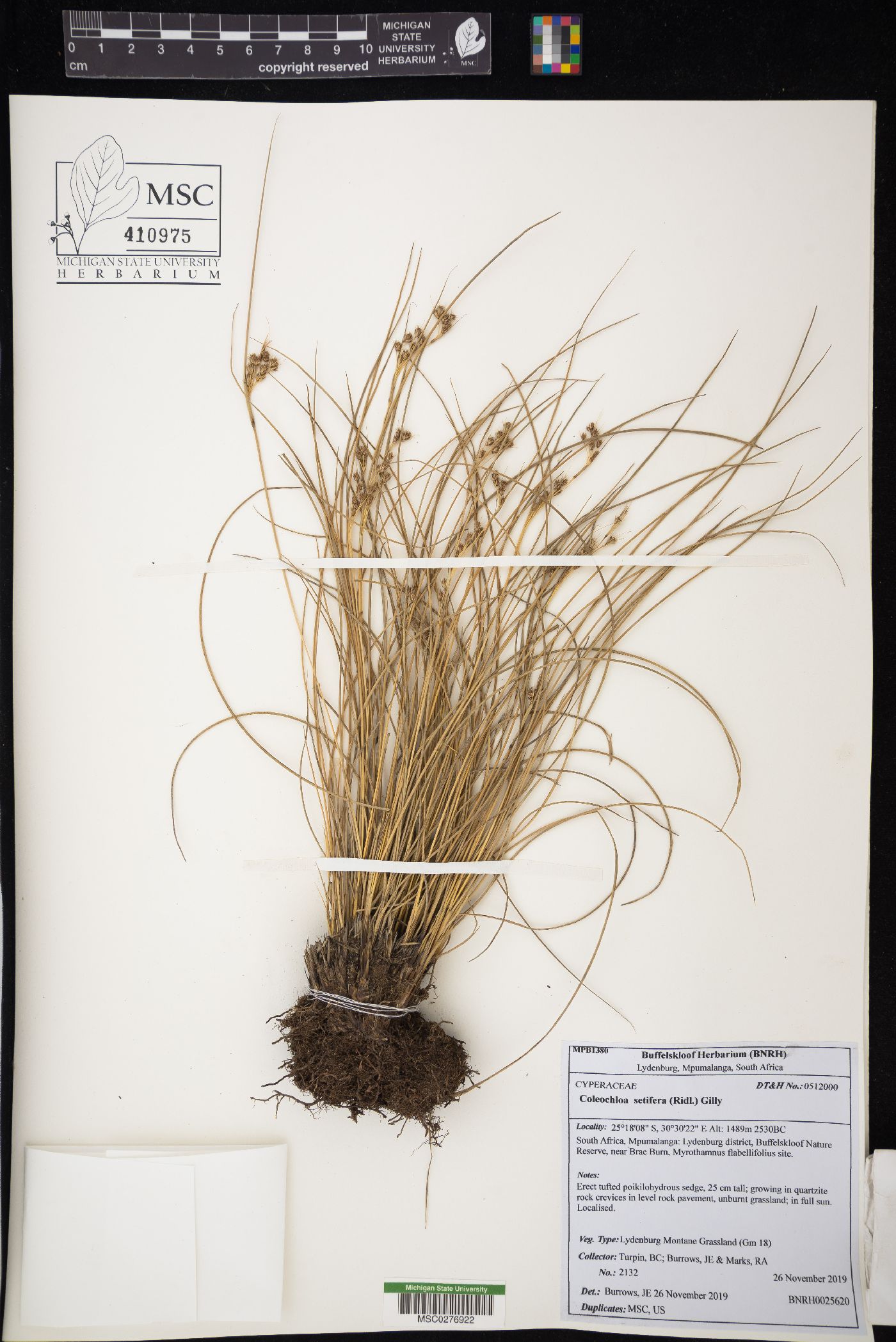 Coleochloa setifera image