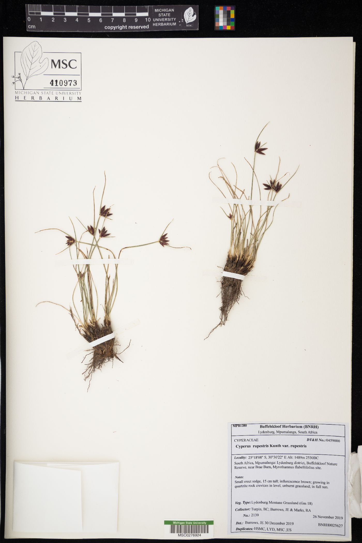 Cyperus rupestris image