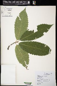 Castanea dentata image