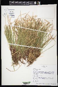 Carex pedunculata image