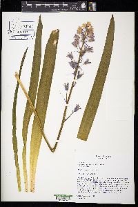 Hyacinthoides hispanica image