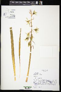 Ornithogalum nutans image