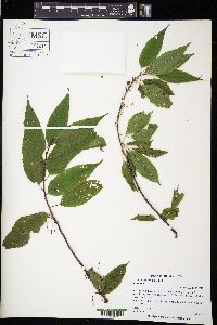 Prunus pensylvanica image