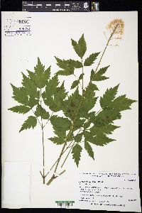 Actaea rubra image