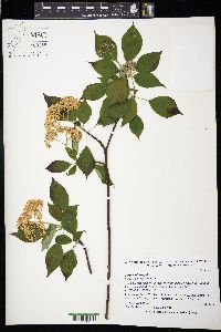 Cornus alternifolia image