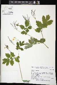 Chelidonium majus image