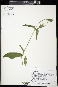 Silene latifolia image