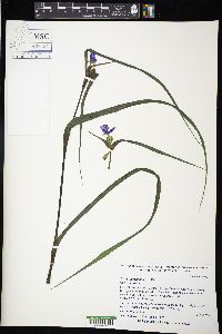 Tradescantia ohiensis image