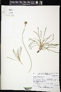 Armeria maritima image