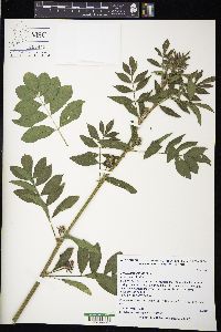 Glycyrrhiza echinata image