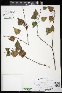 Betula populifolia image