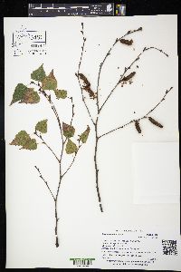 Betula populifolia image