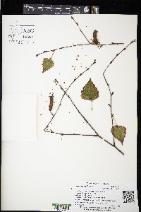 Betula populifolia image