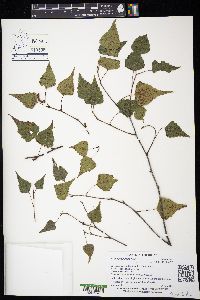 Betula populifolia image