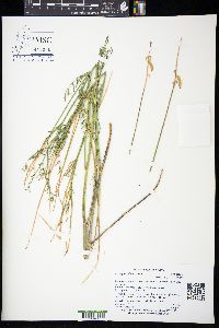 Astragalus filipes image