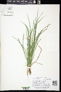 Carex jamesii image