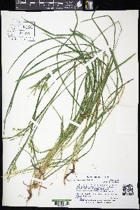 Carex prasina image