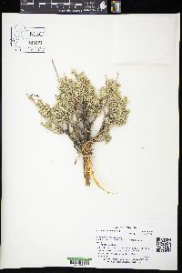 Artemisia tridentata image