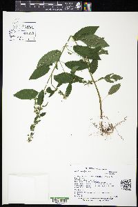 Stachys tenuifolia image