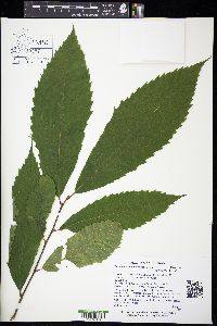 Castanea dentata image