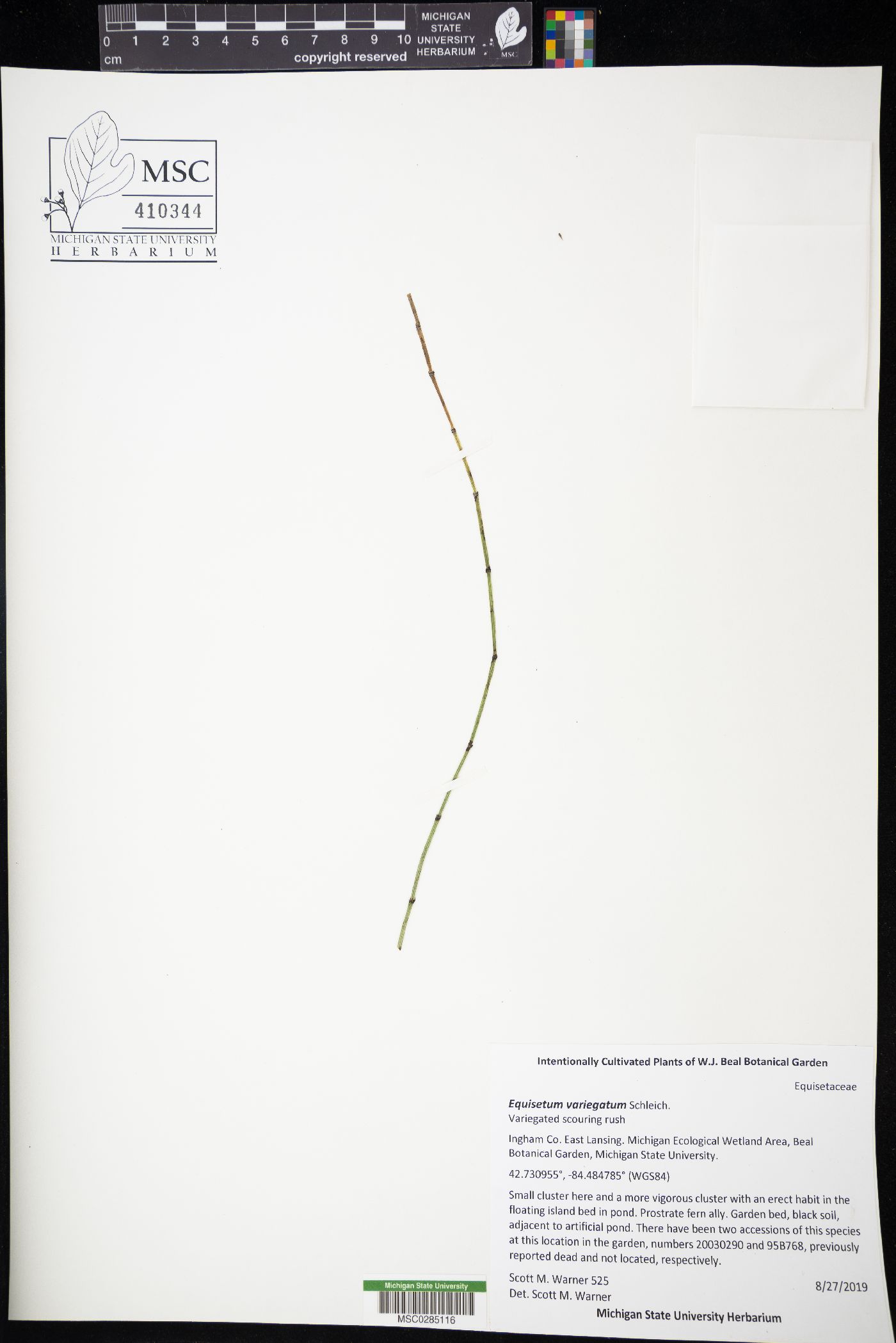 Equisetum variegatum image