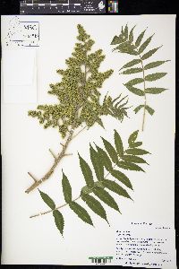 Rhus typhina image