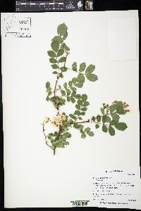 Rosa multiflora image