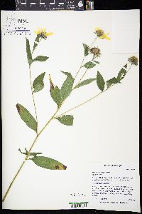 Helianthus giganteus image