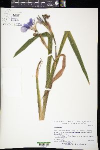 Iris virginica image