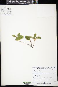 Gaultheria procumbens image