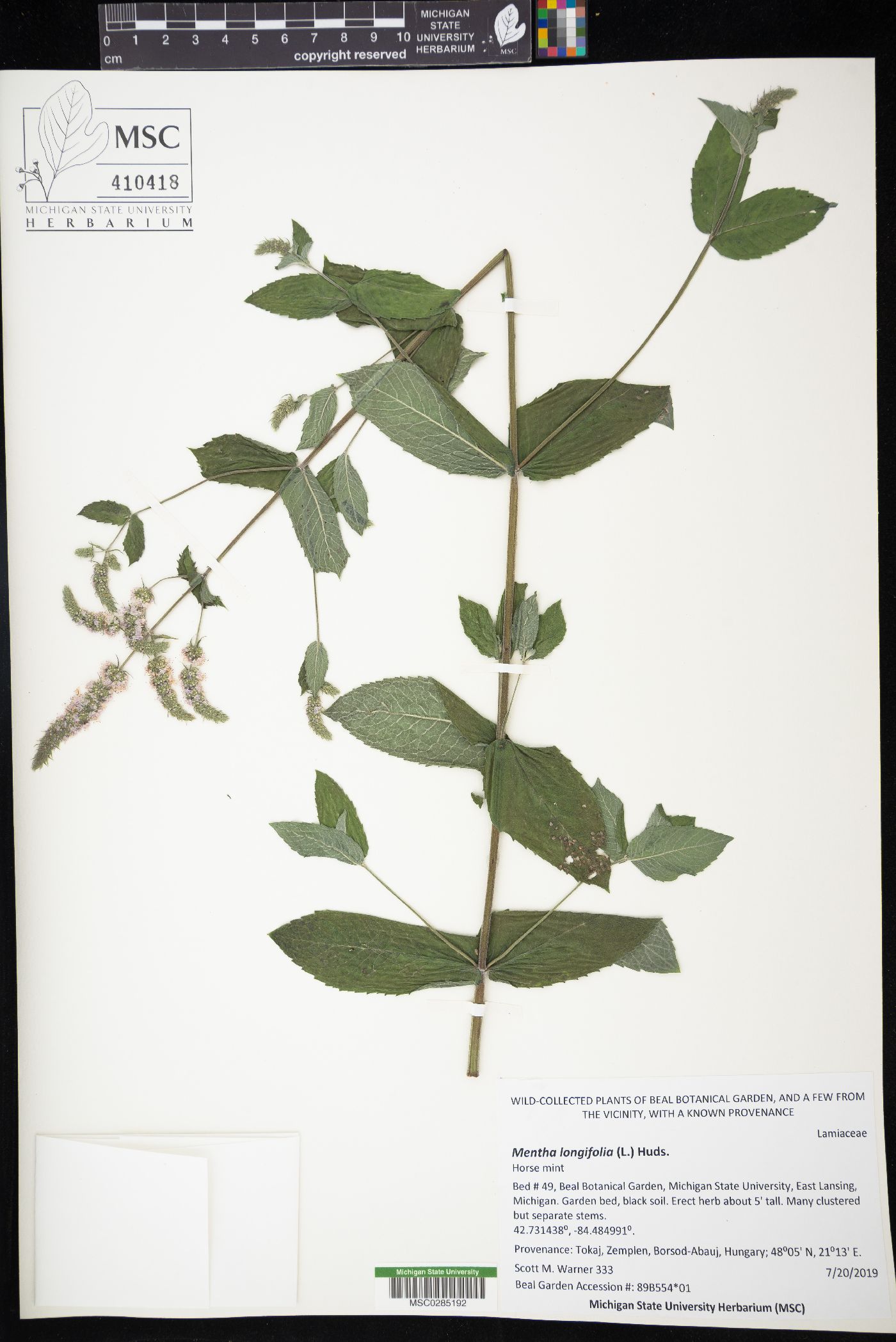 Mentha longifolia image
