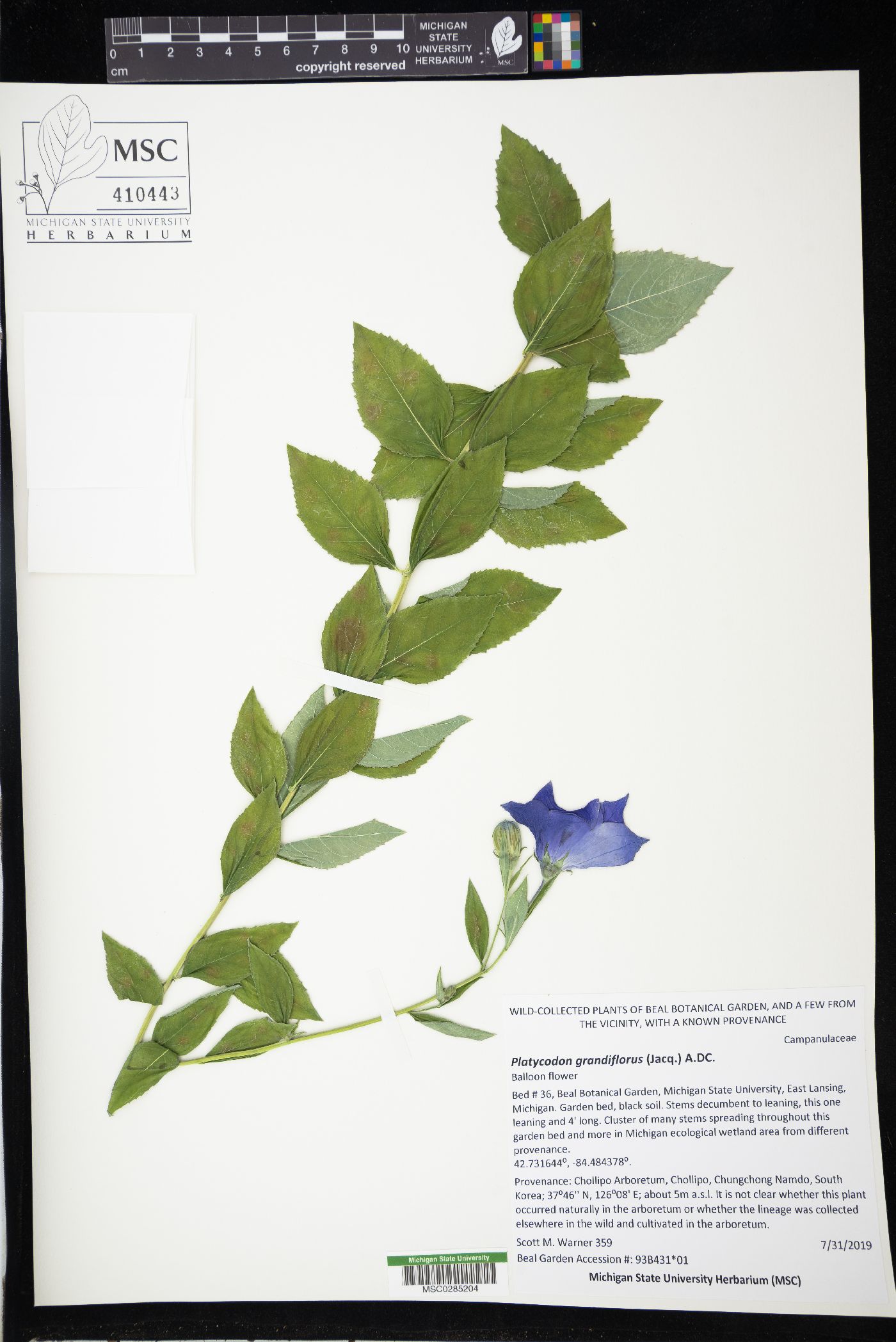 Platycodon grandiflorus image