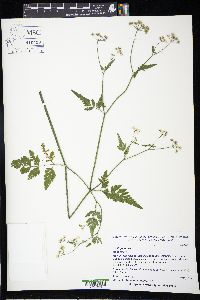 Torilis japonica image