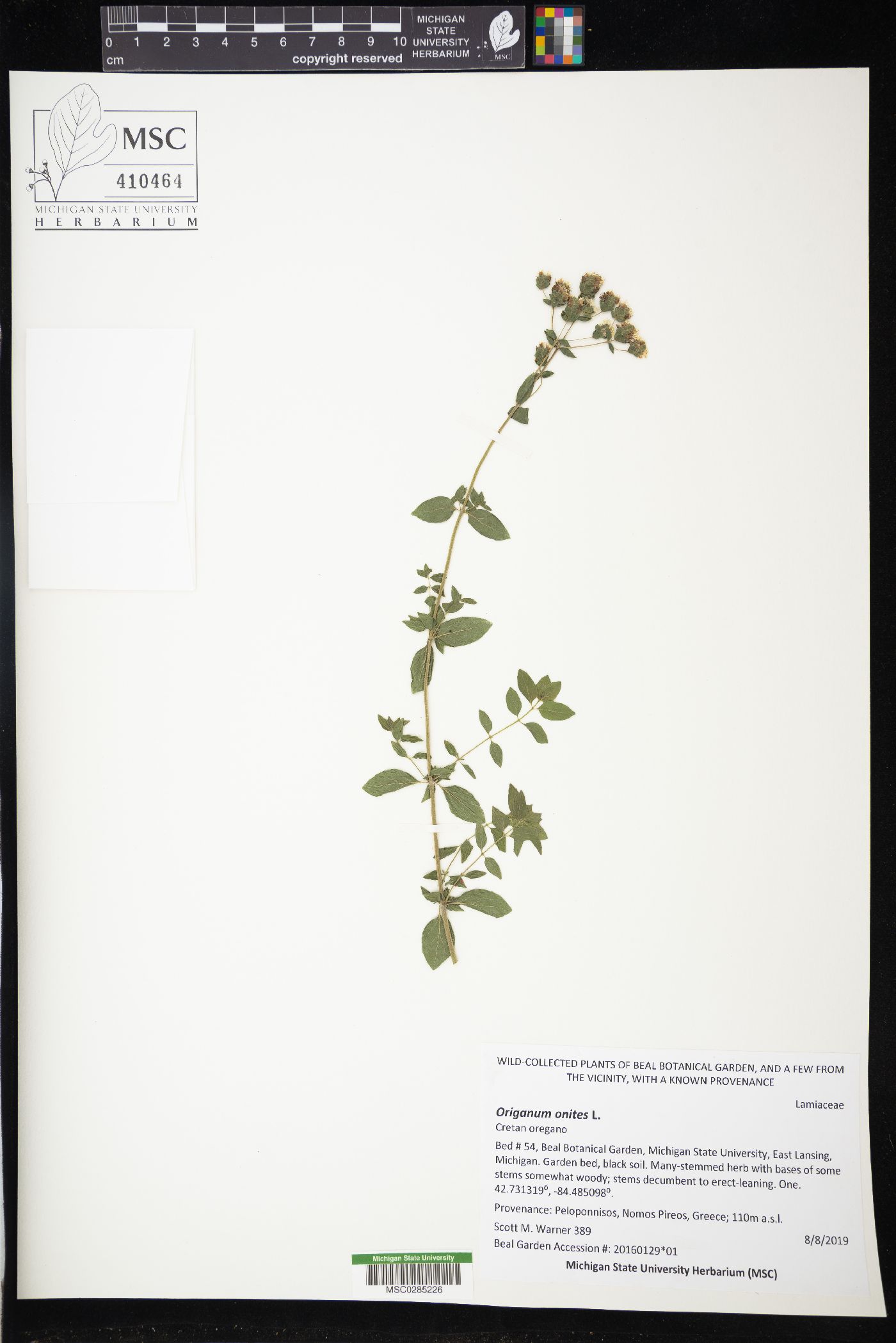 Origanum onites image