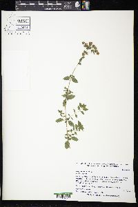 Origanum onites image