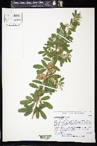 Lespedeza capitata image