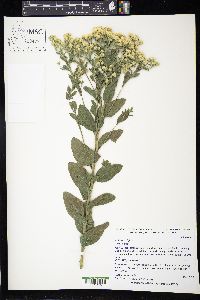 Solidago rigida image