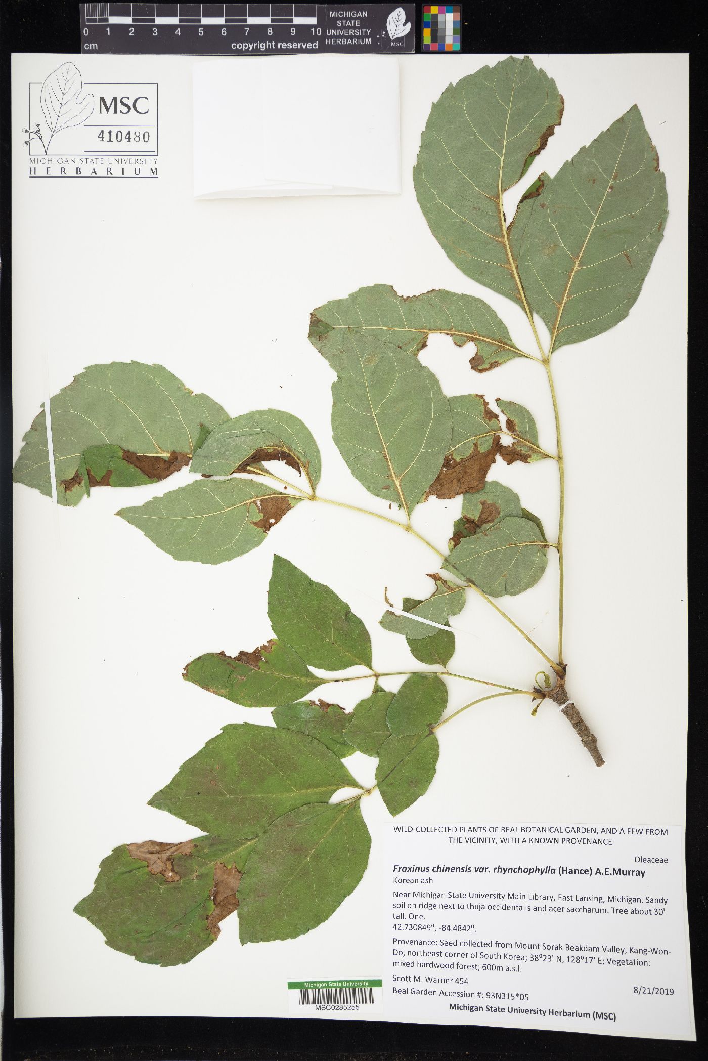 Fraxinus chinensis image