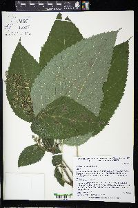 Collinsonia canadensis image