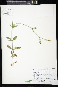 Silene latifolia image