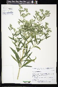 Eupatorium altissimum image