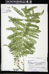 Albizia julibrissin image