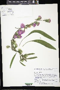 Liatris aspera image